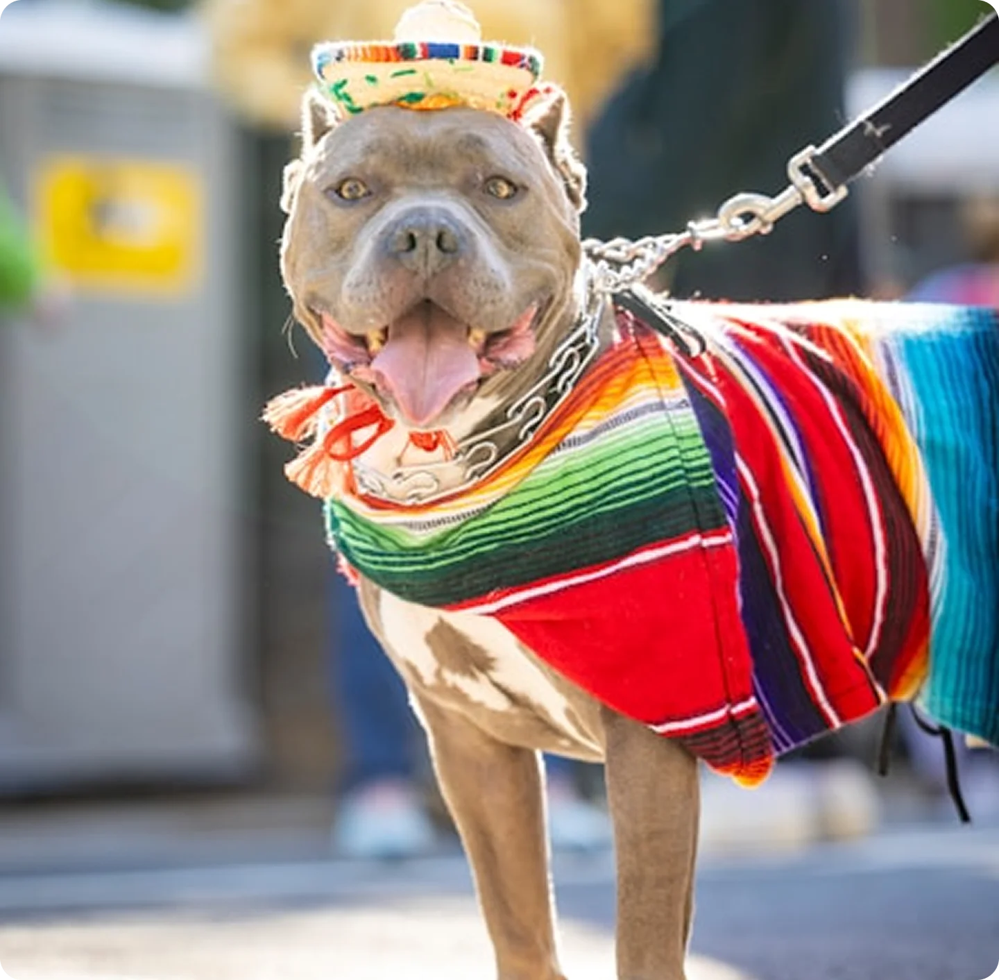 Adoption Days
