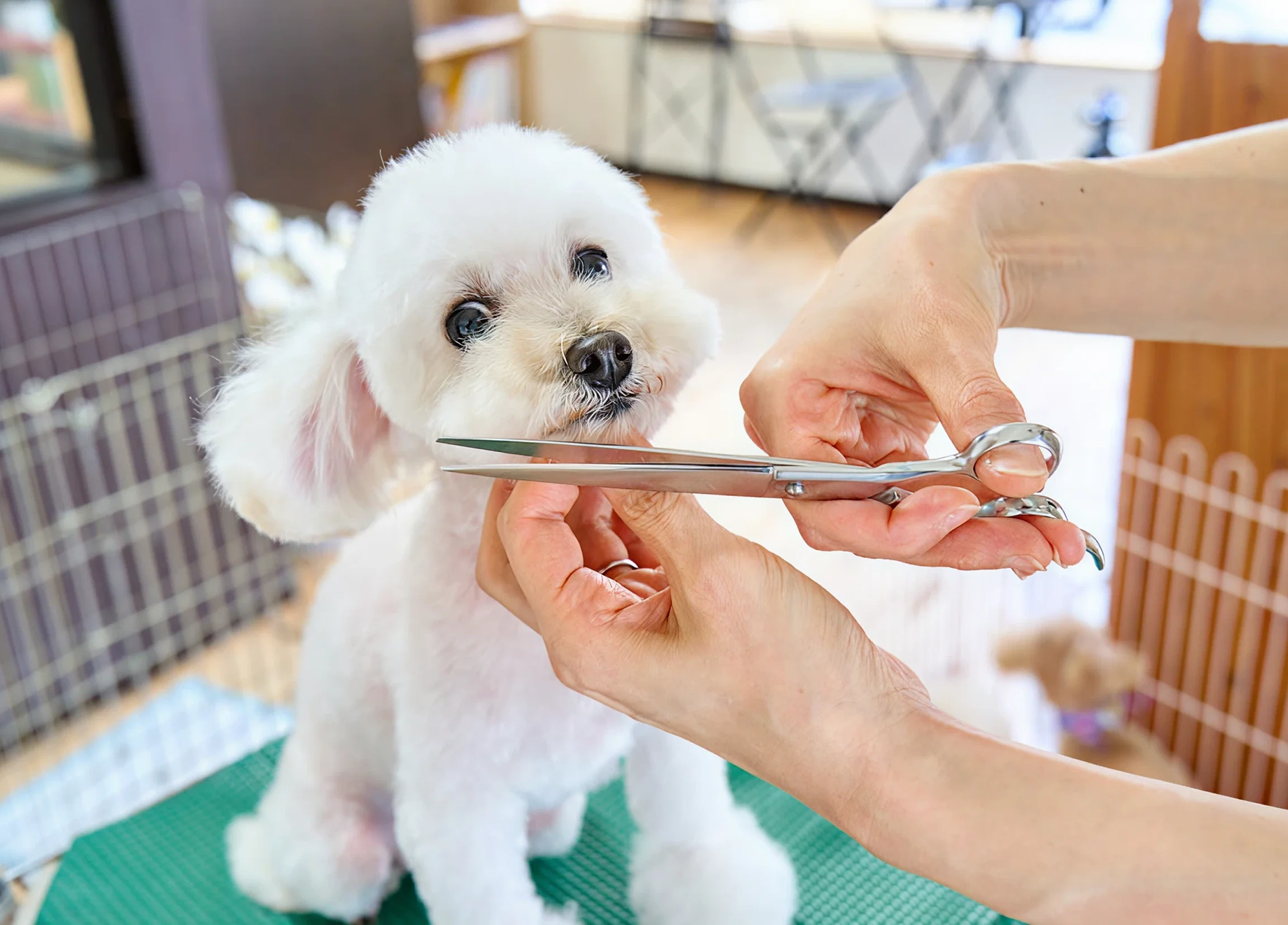 Clinic-Based / Mobile Grooming