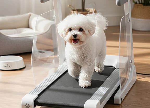 Dedicated Pet Gym & Agility Area